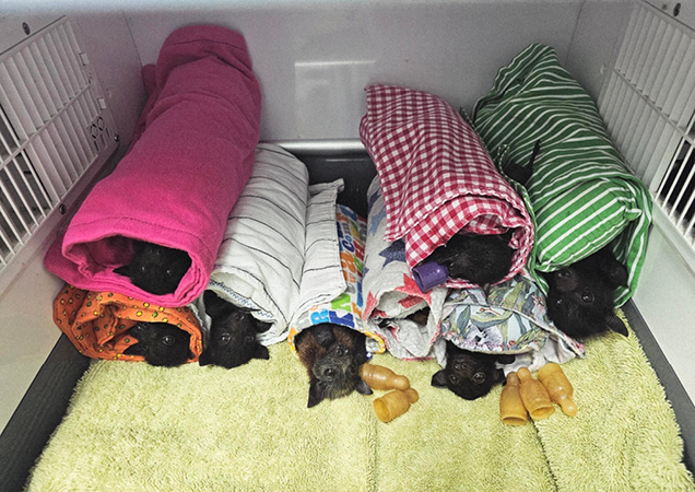 Bats in bat wraps recovering at RSPCA Wildlife Hospital.